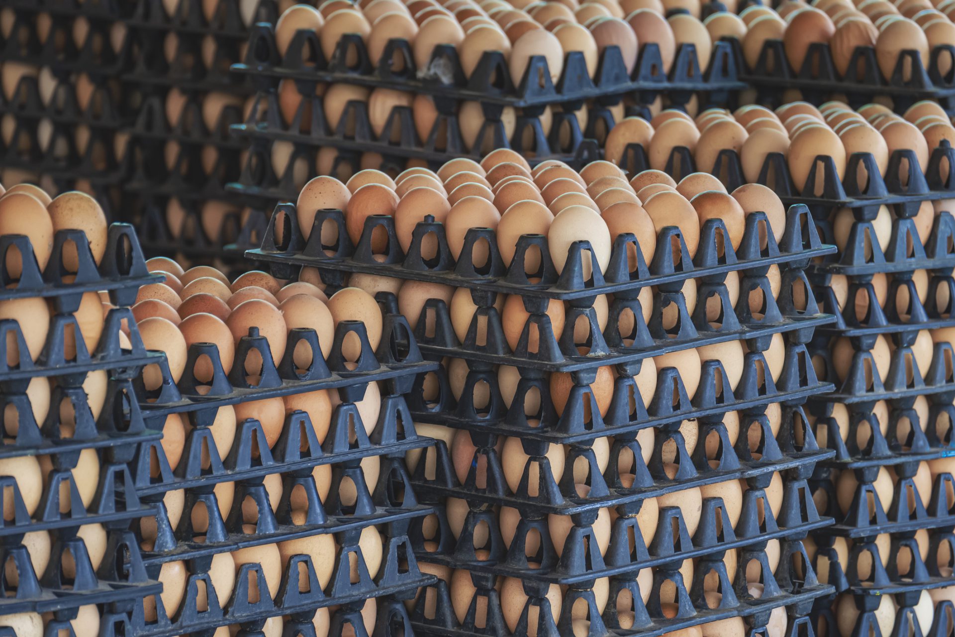 Avian Flu, Easter, and the Impact of Egg Production