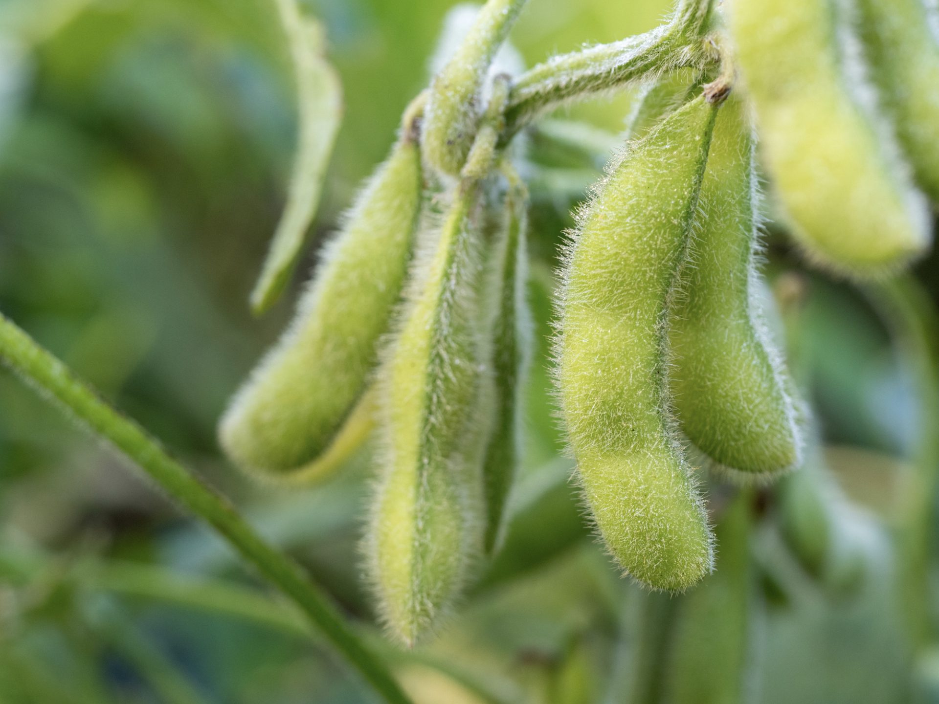 Reduced Soybean Exports to China and the U.S. Trade Economic Impact