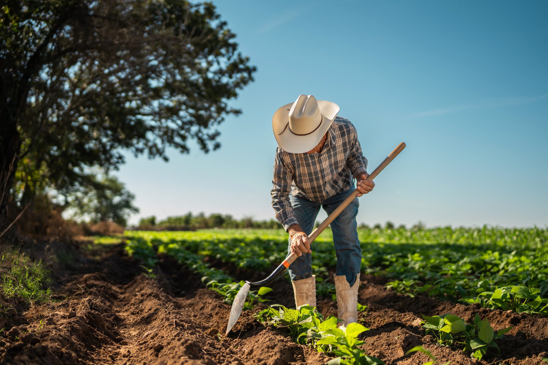 Farm Assistance: Stimulating the Rural Economy Through Bridge Payments