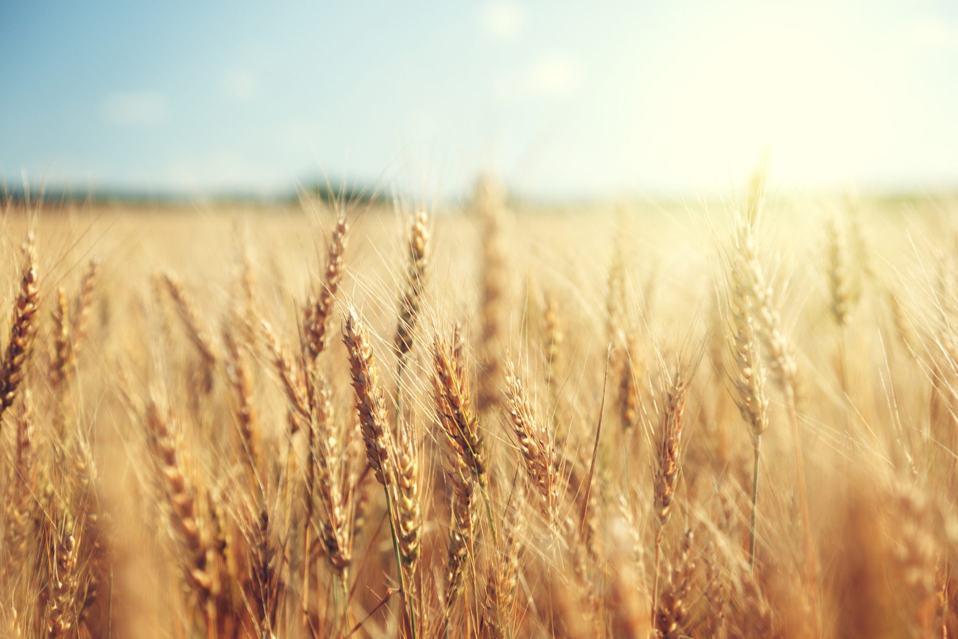 The Farm Bill: How SNAP and Commodity Prices Shape the U.S. Economy