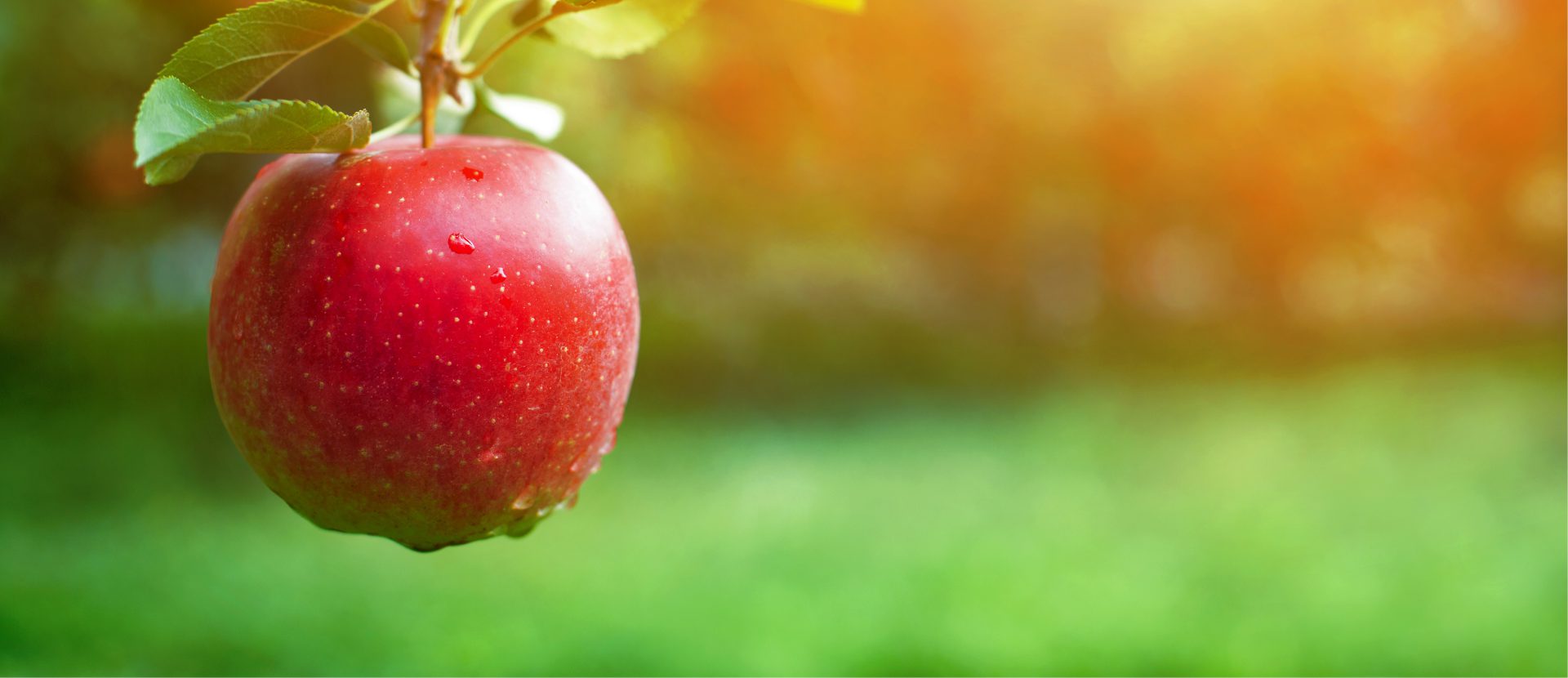Lessons from the New York Apple Association’s Economic Analysis