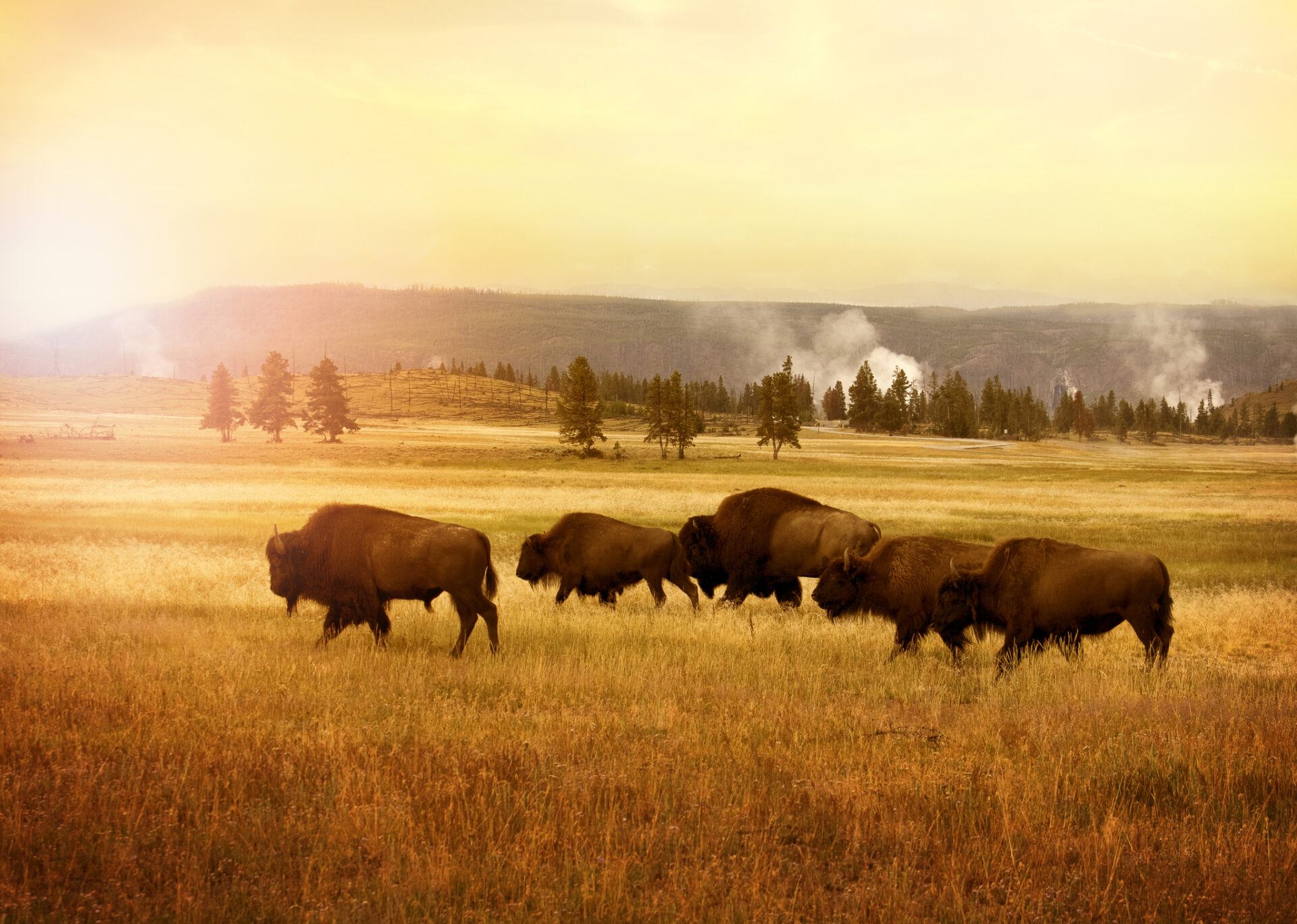 Impacts Big and Small: Modeling Survey-Sourced Data on Regional, State, and National Levels