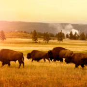 Herd of Bison